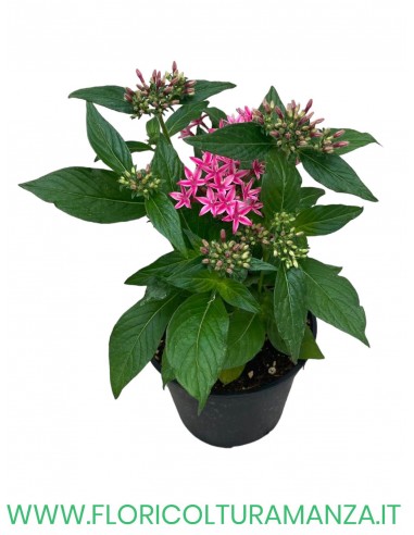 🌸 Pentas