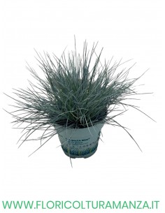 festuca  glauca vaso 10