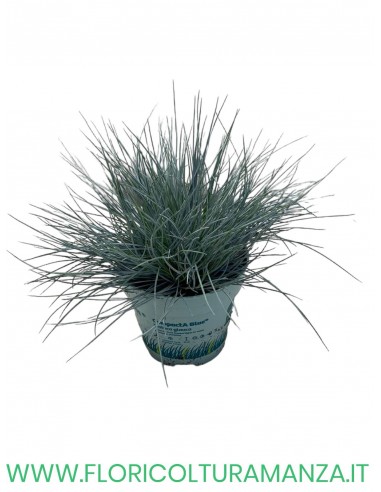festuca  glauca vaso 10
