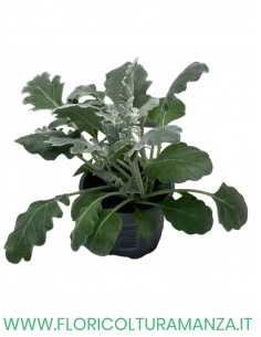 senecio, cineraria maritima vaso 9