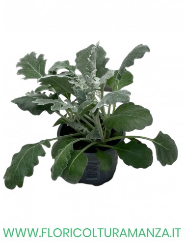 senecio, cineraria maritima vaso 9