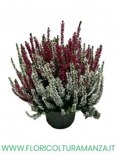ERICA BICOLOR VASO 14