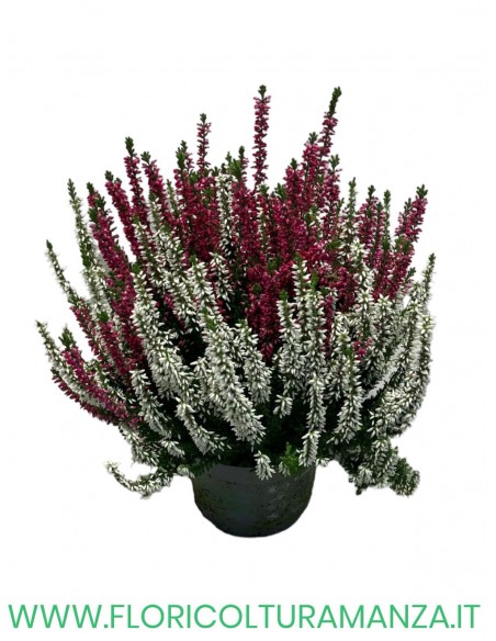 ERICA BICOLOR VASO 14