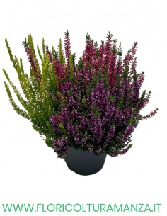 ERICA BICOLOR VASO 14 2