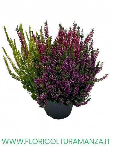 ERICA BICOLOR VASO 14