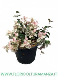 Rhyncospermum tricolor