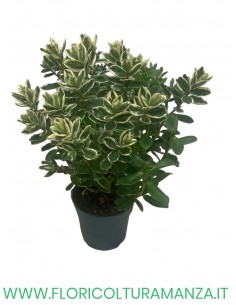 hebe katrina vaso 10.5