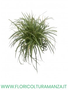 Carex oshimensis “Evergold”