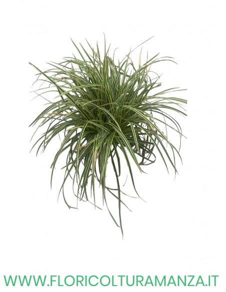 Carex oshimensis “Evergold”