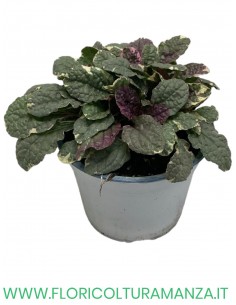 Ajuga Reptans vaso 12