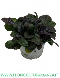 Ajuga Reptans vaso 12 2