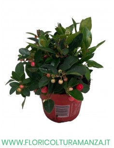 GAULTHERIA VASO 14