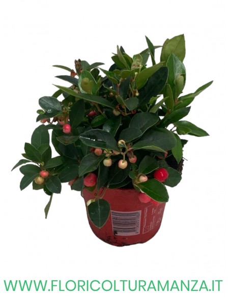 GAULTHERIA VASO 14