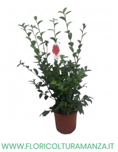 CAMELIA SASANQUA VASO 22