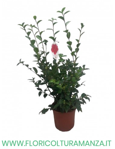 CAMELIA SASANQUA VASO 22