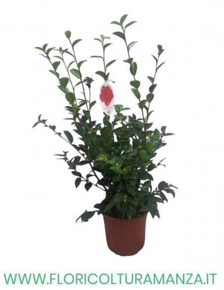 CAMELIA SASANQUA VASO 22