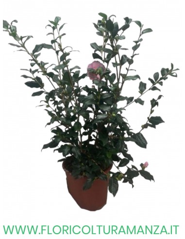 CAMELIA SASANQUA VASO 22