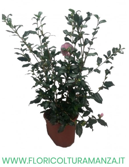 CAMELIA SASANQUA VASO 22