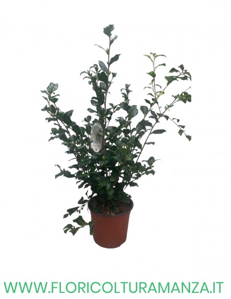CAMELIA SASANQUA VASO 22