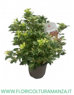 OSMANTHUS HETEROPHYLLUS  TRICOLOUR VASO 14