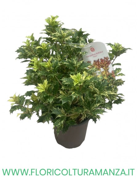 OSMANTHUS HETEROPHYLLUS  TRICOLOUR VASO 14