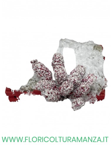 PIK  PIGNE (12)