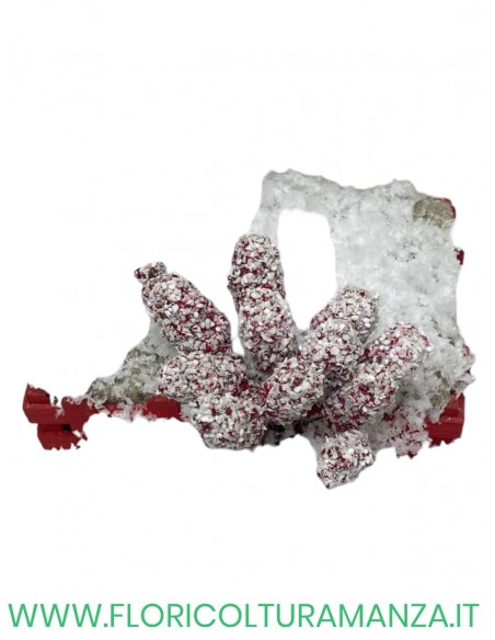 PIK  PIGNE (12)