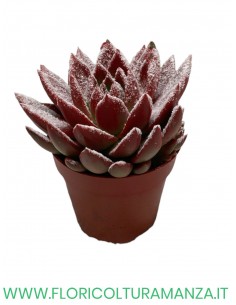 ECHEVERIA VASO 12