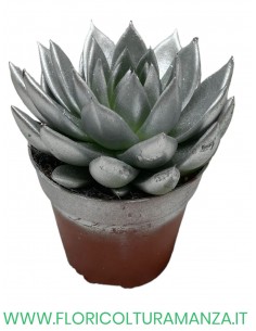 ECHEVERIA VASO 12 2