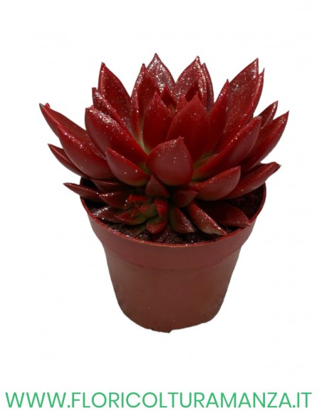ECHEVERIA VASO 12