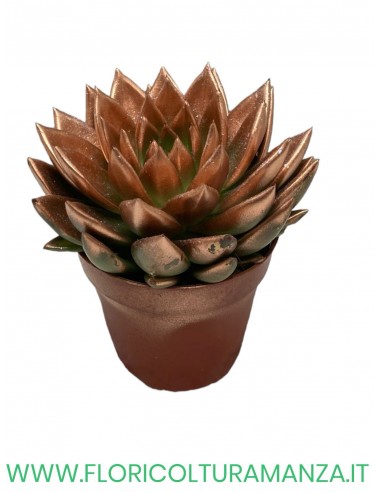 ECHEVERIA VASO 12