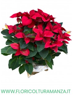 stella di natale A1