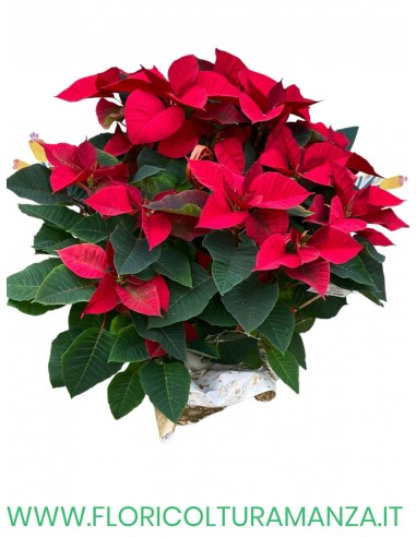 stella di natale A1