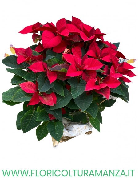 stella di natale A1