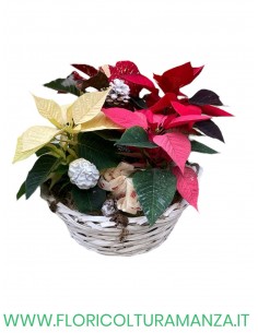cesto stelle natale colori misti