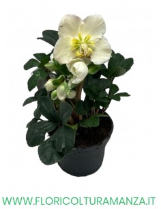 HELLEBORO O ROSA DI NATALE VASO 9