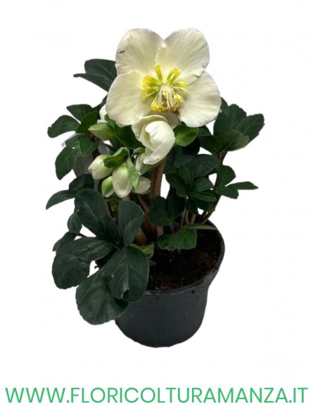 HELLEBORO O ROSA DI NATALE VASO 9