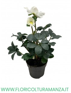 HELLEBORO O ROSA DI NATALE VASO 12
