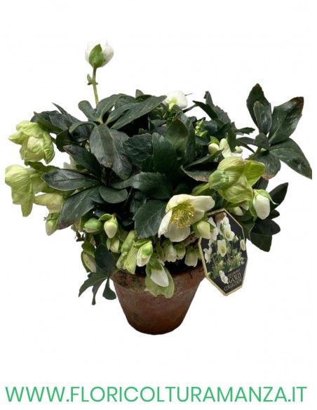 HELLEBORO O ROSA DI NATALE  VASO 14 vaso cotto