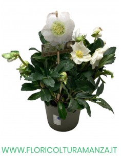 HELLEBORO O ROSA DI NATALE VASO 15