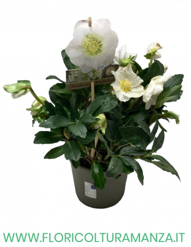 HELLEBORO O ROSA DI NATALE VASO 15