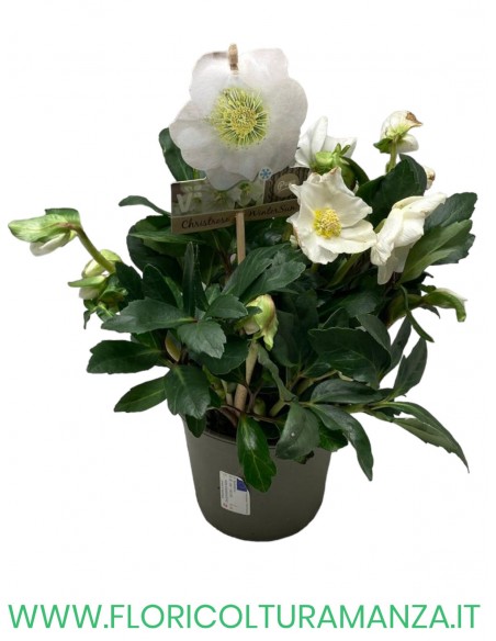 HELLEBORO O ROSA DI NATALE VASO 15