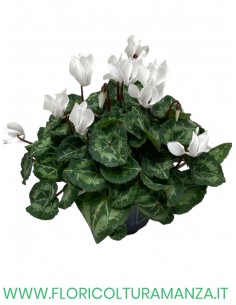 MINI CICLAMINI VASO 10.5 SUPER SENIOR