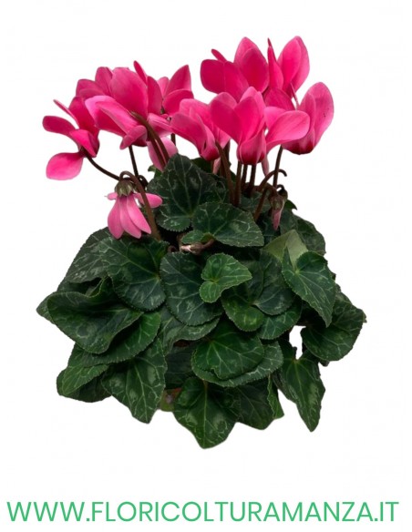 MINI CICLAMINI VASO 10.5 SUPER SENIOR