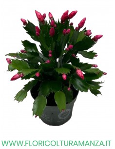 SCHLUMBERGERA O CACTUS DI NATALE vaso 10