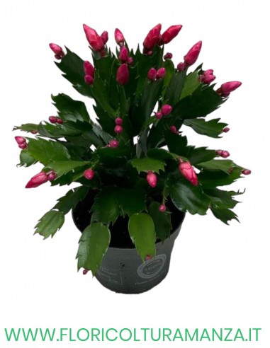 SCHLUMBERGERA O CACTUS DI NATALE vaso 10