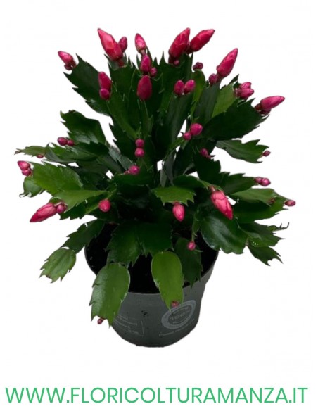 SCHLUMBERGERA O CACTUS DI NATALE vaso 10