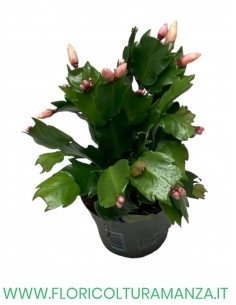 SCHLUMBERGERA O CACTUS DI NATALE vaso 10 2