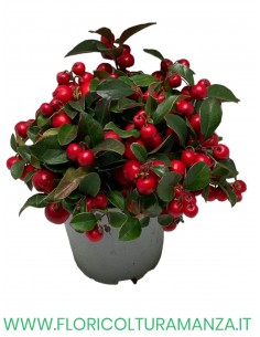 GAUTHERIA vaso 10