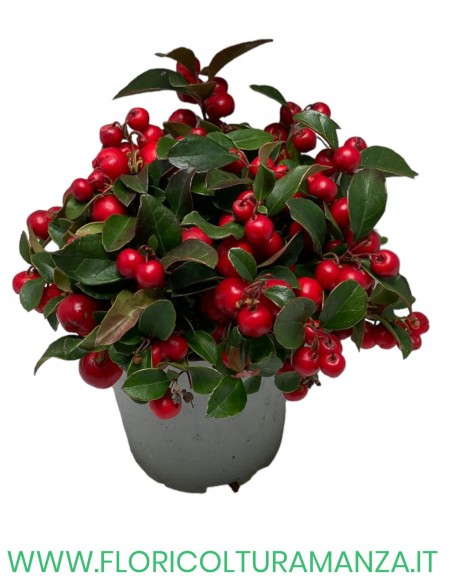 GAUTHERIA vaso 10